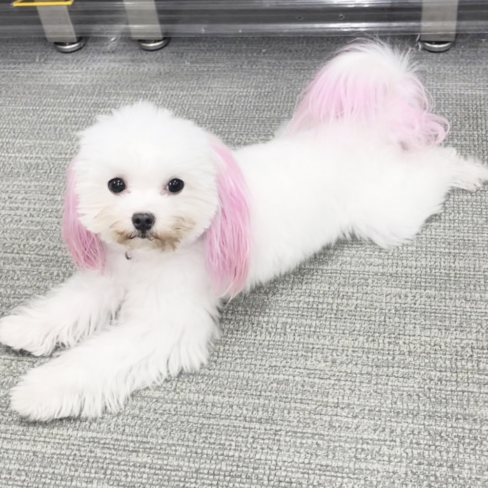 ☆生徒が撮影したモデル犬☆①